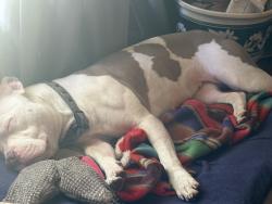 Reunited Female Dog last seen The holiday gas station and showcase landscaping in that business area , Minneapolis, MN 55445