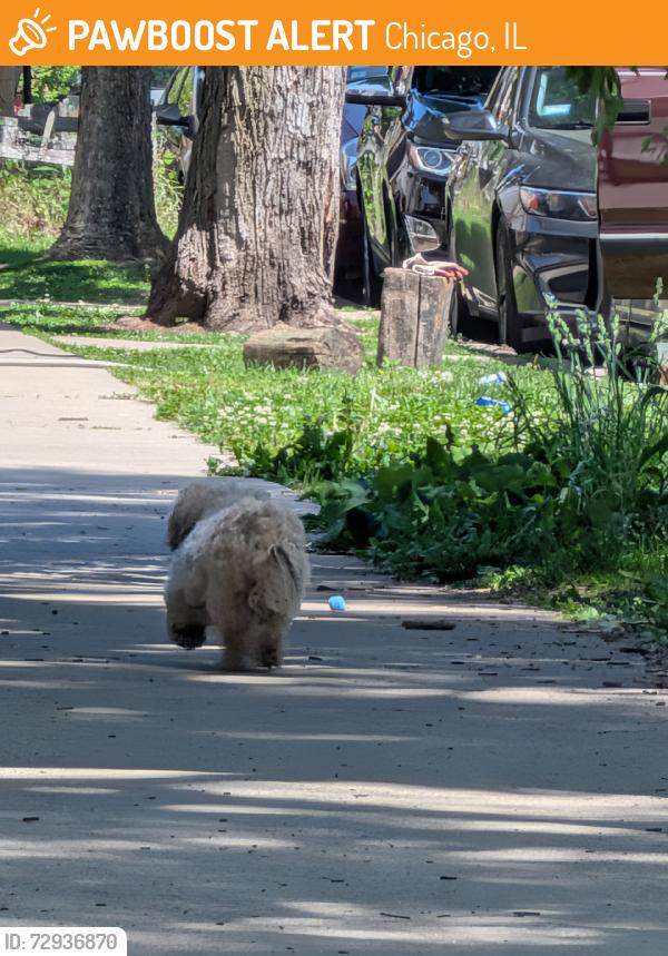 Found/Stray Unknown Dog last seen Entered a home in bishop, Chicago, IL 60609
