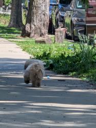 Found/Stray Unknown Dog last seen Entered a home in bishop, Chicago, IL 60609