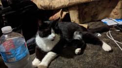 Lost Female Cat last seen At RV park, lot #47, Pineville, MO 64856