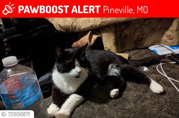 Lost Female Cat last seen At RV park, lot #47, Pineville, MO 64856