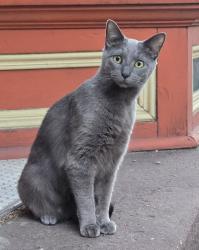 Lost Female Cat last seen Buena Vista and North Taylor in the Mexican War Streets , Pittsburgh, PA 15212