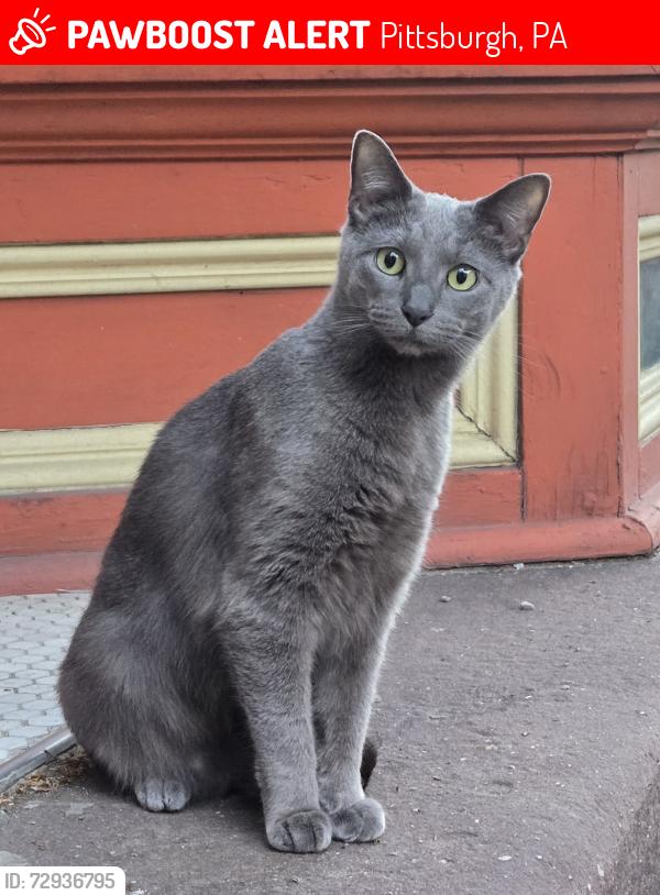 Lost Female Cat last seen Buena Vista and North Taylor in the Mexican War Streets , Pittsburgh, PA 15212