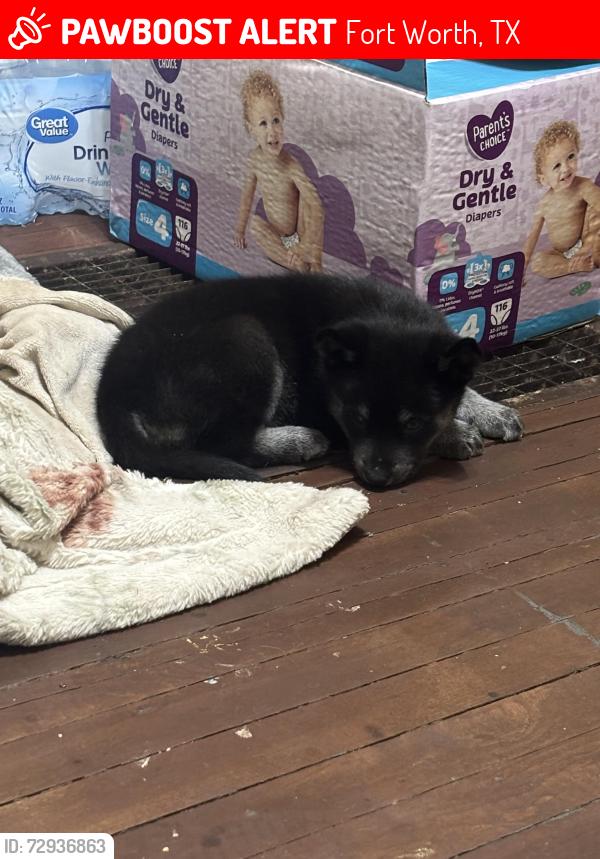 Lost Female Dog last seen 32nd, Fort Worth, TX 76106