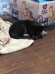 Lost Female Dog last seen 32nd, Fort Worth, TX 76106