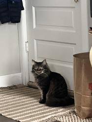 Reunited Female Cat last seen Fox Lane apmts, Shelby Township, MI 48317