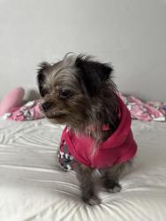 Reunited Female Dog last seen Yucca , Spring, TX 77388
