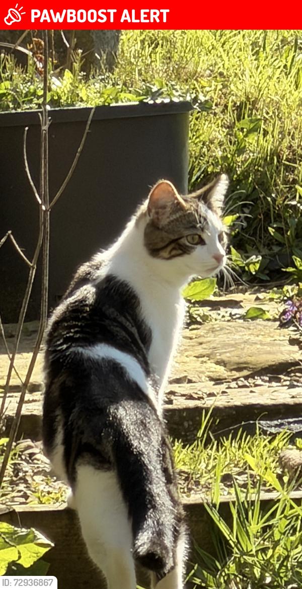 Lost Male Cat last seen Spring Grove near top of School Lane, Marsden, England HD7 6LP
