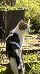 Lost Male Cat last seen Spring Grove near top of School Lane, Marsden, England HD7 6LP