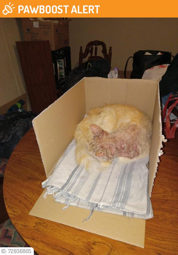 Found/Stray Male Cat last seen FM 1097 East, Cemetery Ln,  and Paddock Rd., San Jacinto County, TX 77378