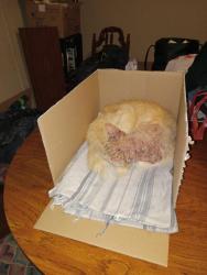 Found/Stray Male Cat last seen FM 1097 East, Cemetery Ln,  and Paddock Rd., San Jacinto County, TX 77378