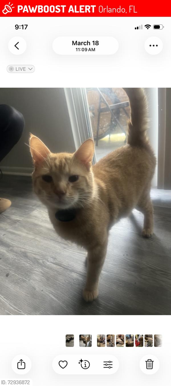 Lost Male Cat last seen Conway and Lake Underhill, Orlando, FL 32807