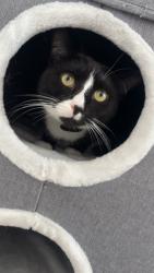 Reunited Male Cat last seen Maghull westway l31 0DQ , Maghull, England L31 0DQ