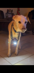 Lost Male Dog last seen Confederate Road, Lakeside, TX 76135