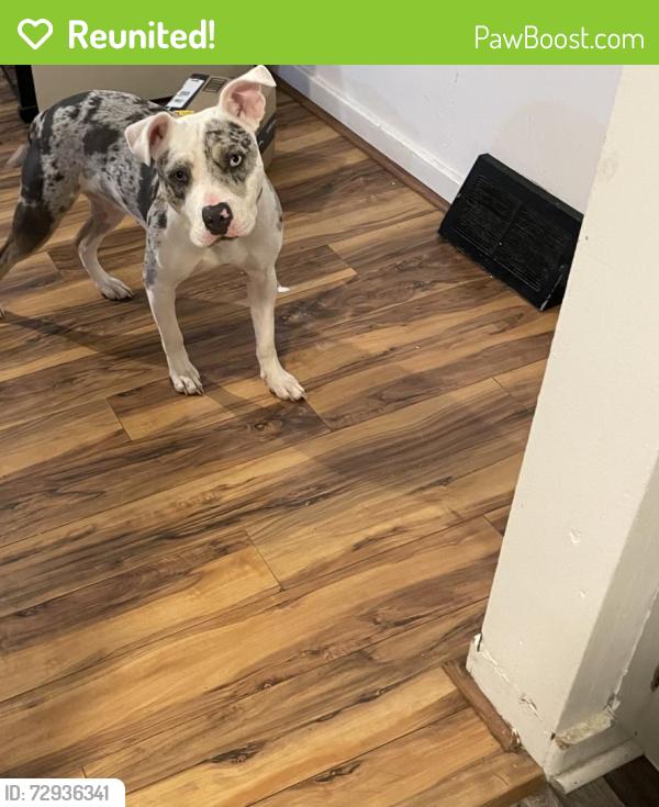 Reunited Female Dog last seen Leland st and Charles st , Pittsburgh, PA 15214