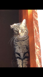 Lost Male Cat last seen Stone / limberlost /first ave, Tucson, AZ 85705
