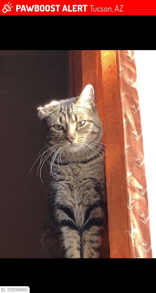 Lost Male Cat last seen Stone / limberlost /first ave, Tucson, AZ 85705