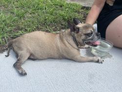 Found/Stray Male Dog last seen Near Monroe street , Nashville, TN 37208