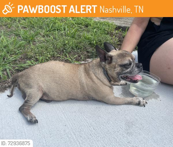 Found/Stray Male Dog last seen Near Monroe street , Nashville, TN 37208
