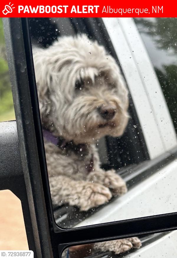 Lost Female Dog last seen 110th & Suffolk , Albuquerque, NM 87121