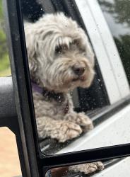 Lost Female Dog last seen 110th & Suffolk , Albuquerque, NM 87121