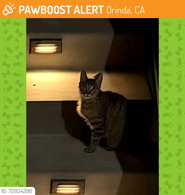 Found/Stray Female Cat last seen La Espiral and Las Vegas, Orinda, CA 94563