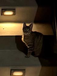 Found/Stray Female Cat last seen La Espiral and Las Vegas, Orinda, CA 94563