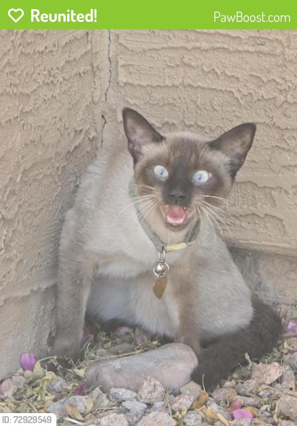 Reunited Unknown Cat last seen S EVERGREEN RD. & E ORANGE ST., Tempe, AZ 85288