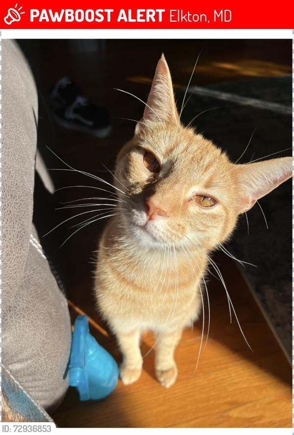 Lost Male Cat last seen Near Rene Carr st, Elkton, MD 21921