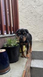 Found/Stray Female Dog last seen San Pablo & Ashby, Berkeley, CA 94702