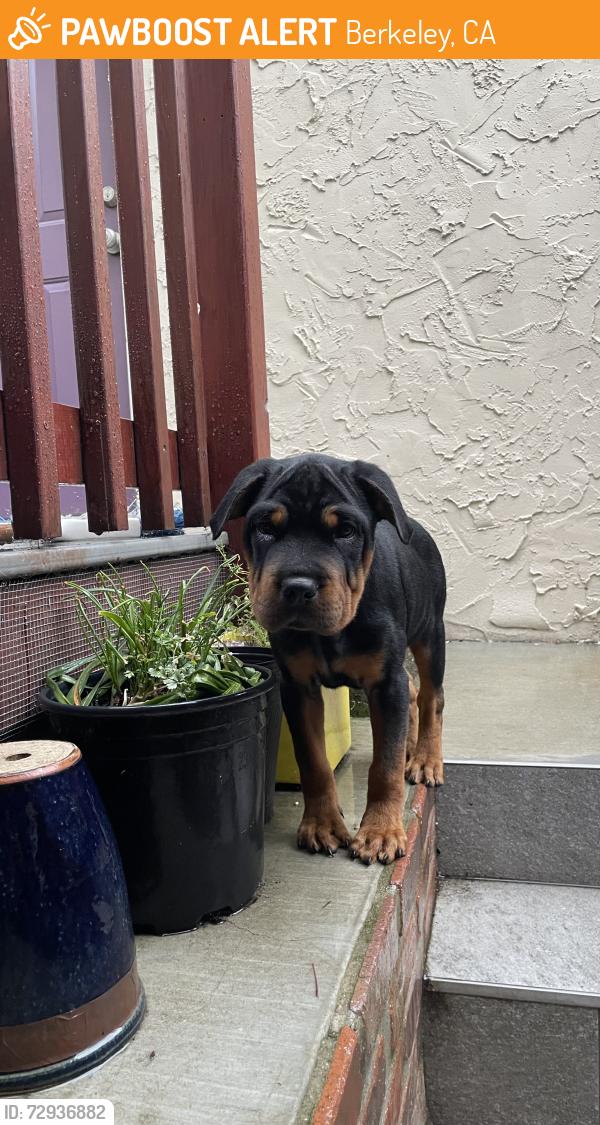Found/Stray Female Dog last seen San Pablo & Ashby, Berkeley, CA 94702