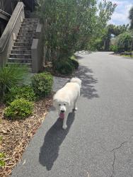 Reunited Male Dog last seen Baymeadows Park Dr W and Cypress Green Dr , Jacksonville, FL 32256