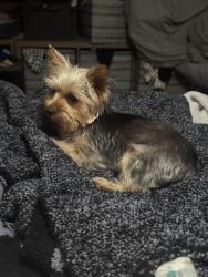 Reunited Female Dog last seen North Andrews Gardens, Oakland Park, FL 33334