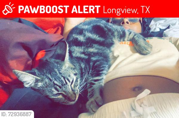 Lost Female Cat last seen Longview, Longview, TX 75602
