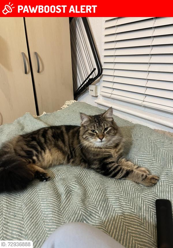 Lost Male Cat last seen Deli 98, Greater London, England N15