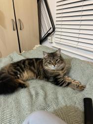 Lost Male Cat last seen Deli 98, Greater London, England N15
