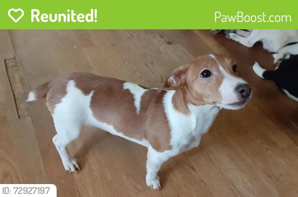 Reunited Male Dog last seen 3th Ave NE Rochester, MN, Rochester, MN 55906