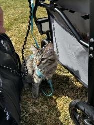 Reunited Female Cat last seen Ablersons, Bozeman, MT 59718