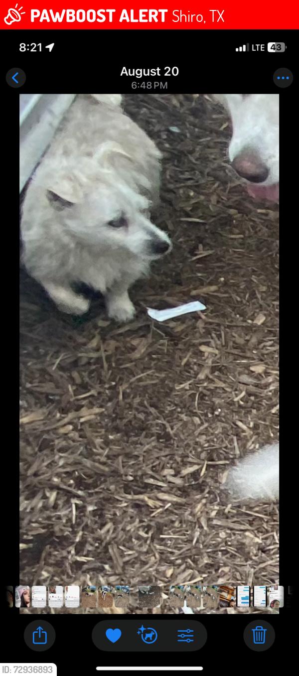 Lost Male Dog last seen Shiro Tx , Shiro, TX 77876