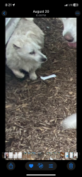 Lost Male Dog last seen Shiro Tx , Shiro, TX 77876