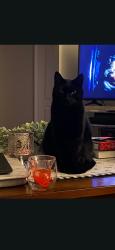 Lost Male Cat last seen My hse, Everett, MA 02149