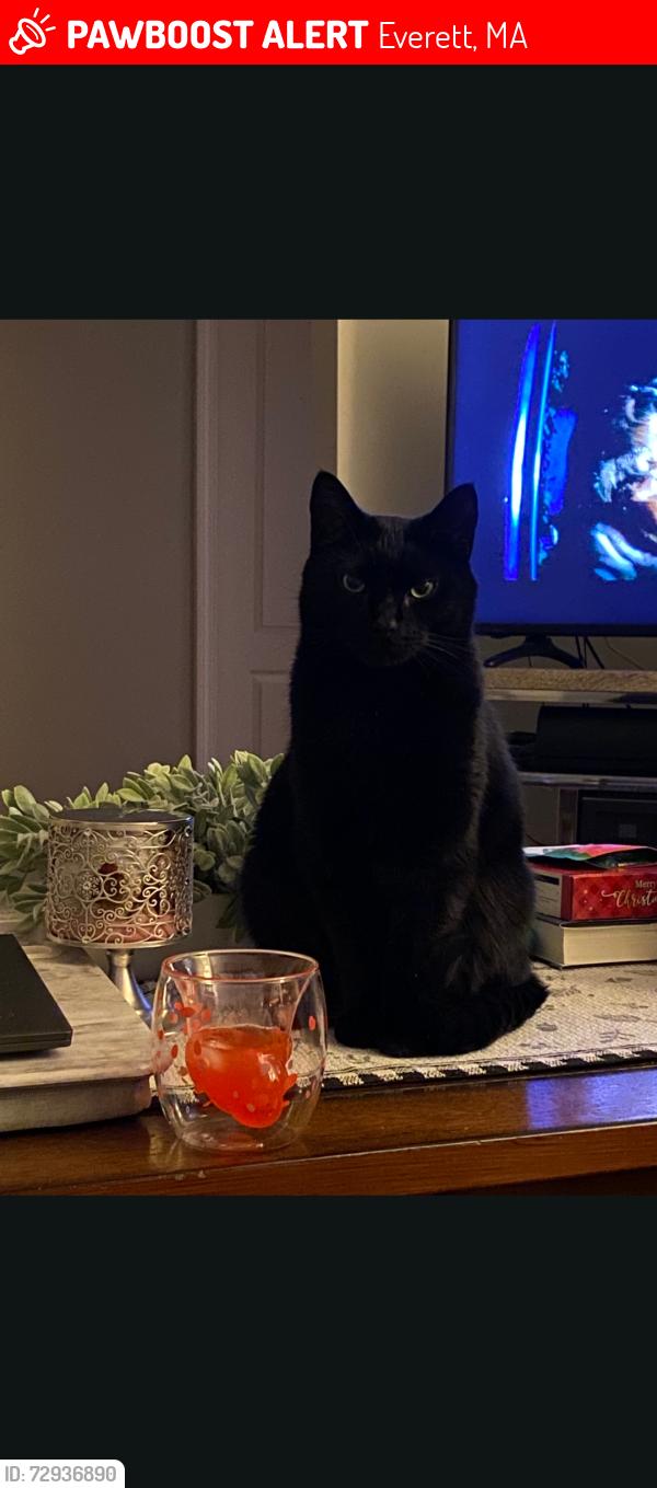 Lost Male Cat last seen My hse, Everett, MA 02149