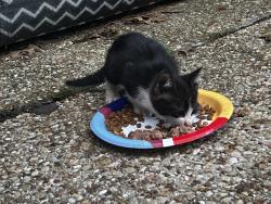 Found/Stray Unknown Cat last seen Biscayne Drive and Pleasant Ridge , Mansfield, TX 76063