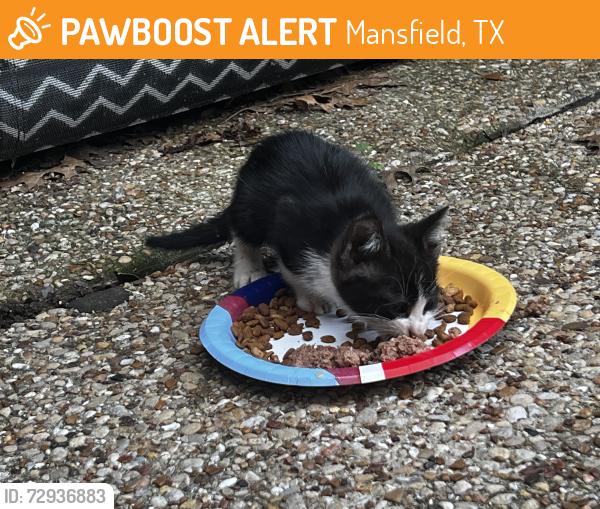 Found/Stray Unknown Cat last seen Biscayne Drive and Pleasant Ridge , Mansfield, TX 76063