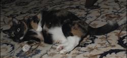 Reunited Female Cat last seen Penryn Rd & Newport Rd, Manheim, PA 17545