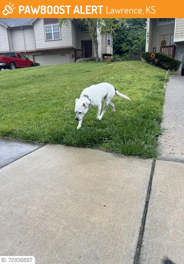 Found/Stray Female Dog last seen Stoneback Dr, Lawrence, KS 66047