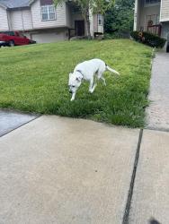 Found/Stray Female Dog last seen Stoneback Dr, Lawrence, KS 66047