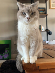 Lost Female Cat last seen Mill road, and Hamilton road, Deal. , Kent, England CT14