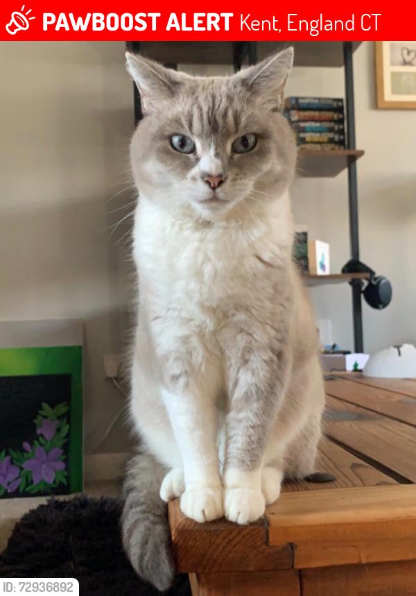 Lost Female Cat last seen Mill road, and Hamilton road, Deal. , Kent, England CT14