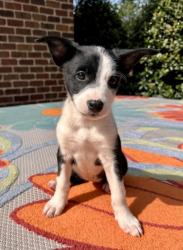 Shelter Stray Female Dog last seen Memphis, TN 38134, Bartlett, TN 38134